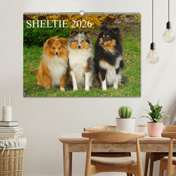 Produktbild: Sheltie 2026 (Wandkalender 2026 DIN A2 quer), CALVENDO Monatskalender
