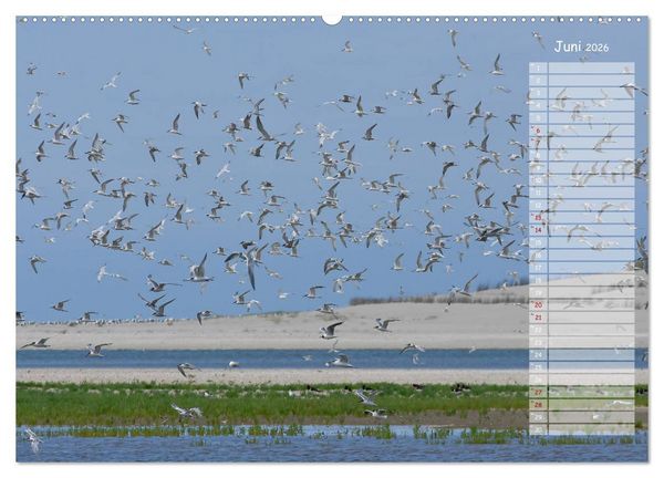 Produktbild: Ein Sommer auf Texel (Wandkalender 2026 DIN A2 quer), CALVENDO Monatskalender