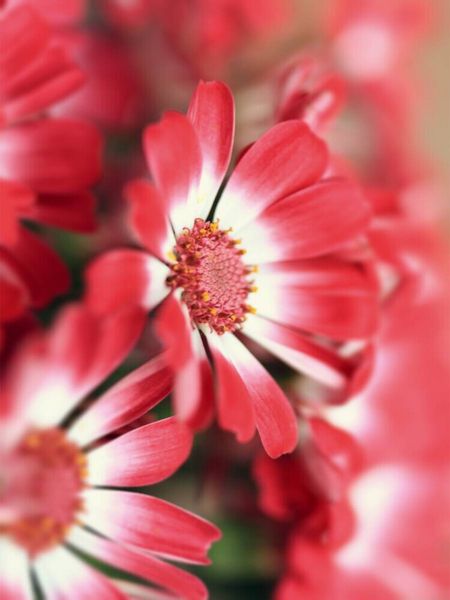 Produktbild: CALVENDO Puzzle cineraria bl&uuml;ten | 1000 Teile Lege-Gr&ouml;&szlig;e 64x48cm Foto-Puzzle f&uuml;r gl&uuml;ckliche Stunden