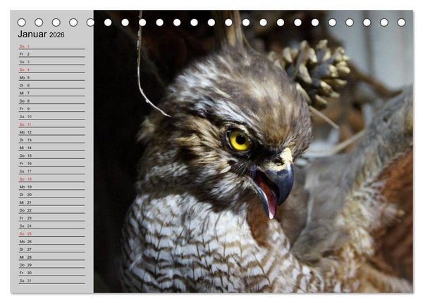 Produktbild: Adler und Greife. K&ouml;nige des Himmels (Tischkalender 2026 DIN A5 quer), CALVENDO Monatskalender