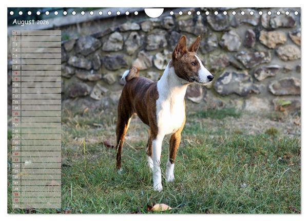 Produktbild: Basenji, der Kongo-Terrier (Wandkalender 2026 DIN A4 quer), CALVENDO Monatskalender