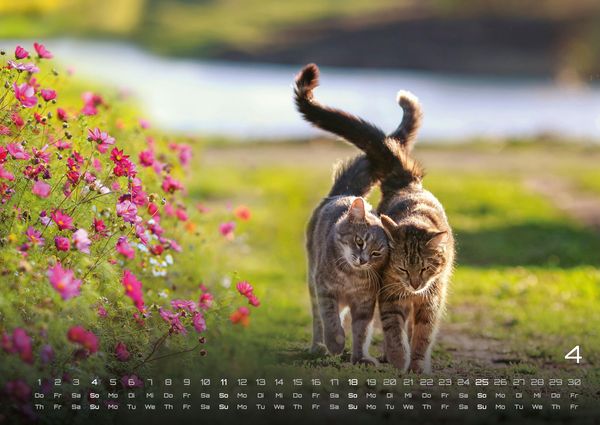 Produktbild: Miau - Unsere Stubentiger - Der Katzenkalender - 2027 - Kalender DIN A2