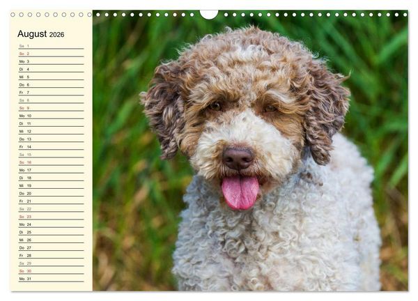 Produktbild: Lagotto Romagnolo - Italienischer Tr&uuml;ffelhund (Wandkalender 2026 DIN A3 quer), CALVENDO Monatskalender