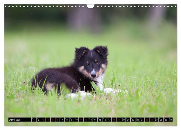 Produktbild: Shetland Sheepdogs - Kleine Charmeure (Wandkalender 2026 DIN A3 quer), CALVENDO Monatskalender