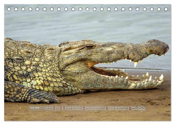 Produktbild: Krokodile & Alligatoren (Tischkalender 2026 DIN A5 quer), CALVENDO Monatskalender
