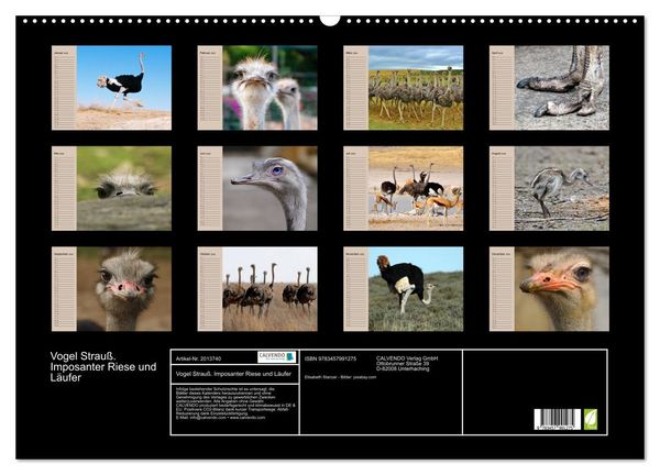 Produktbild: Vogel Strau&szlig;. Imposanter Riese und L&auml;ufer (Wandkalender 2026 DIN A2 quer), CALVENDO Monatskalender