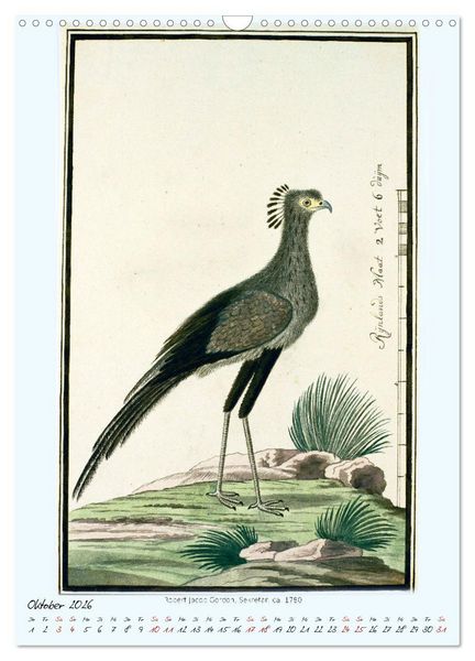 Produktbild: V&ouml;gel des s&uuml;dlichen Afrika (Wandkalender 2026 DIN A3 hoch), CALVENDO Monatskalender