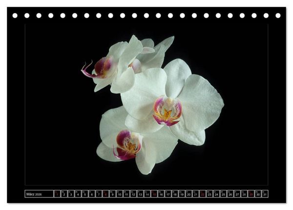 Produktbild: Orchideen 2026 (Tischkalender 2026 DIN A5 quer), CALVENDO Monatskalender