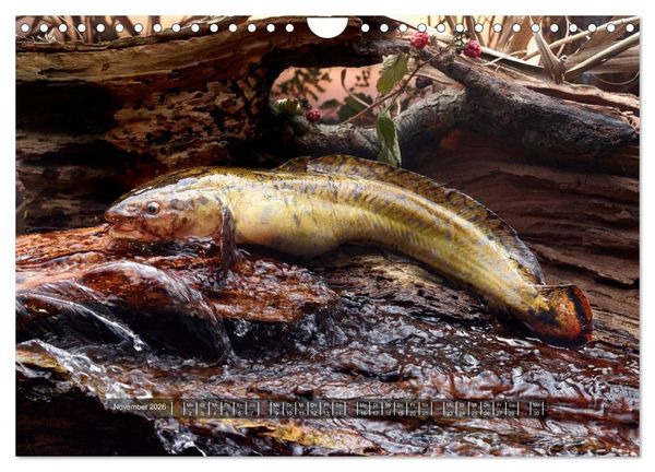 Produktbild: UNSER FISCH. S&Uuml;&szlig;WASSER. (Wandkalender 2026 DIN A4 quer), CALVENDO Monatskalender