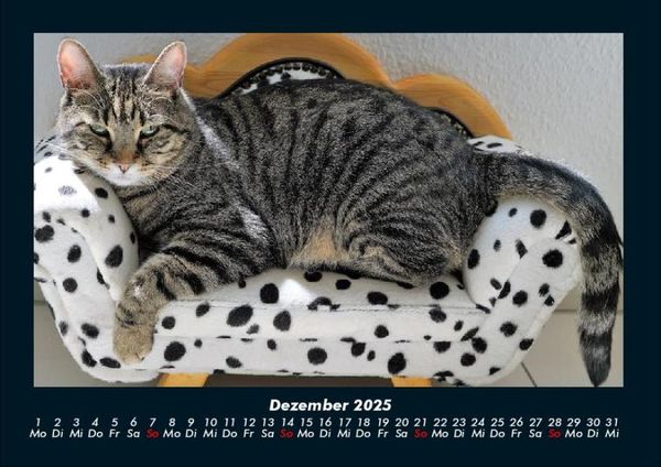Produktbild: F&uuml;r Katzenfreunde 2025 Fotokalender DIN A4