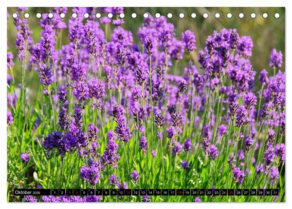 Produktbild: Lavendel (Tischkalender 2026 DIN A5 quer), CALVENDO Monatskalender