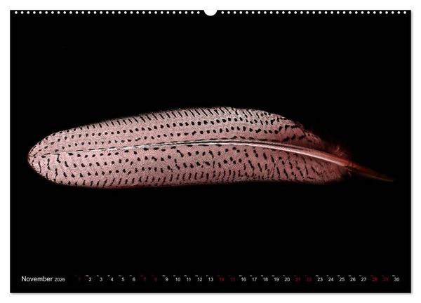 Produktbild: Federleichte Momente (Wandkalender 2026 DIN A2 quer), CALVENDO Monatskalender
