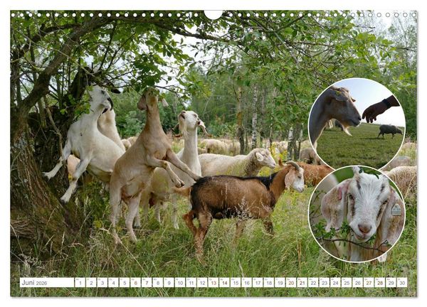 Produktbild: Weidetiere - Landschaftsgestalter seit Jahrhunderten (Wandkalender 2026 DIN A3 quer), CALVENDO Monatskalender