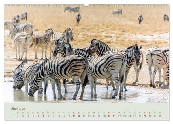Produktbild: Zebras in Afrika (hochwertiger Premium Wandkalender 2026 DIN A2 quer), Kunstdruck in Hochglanz