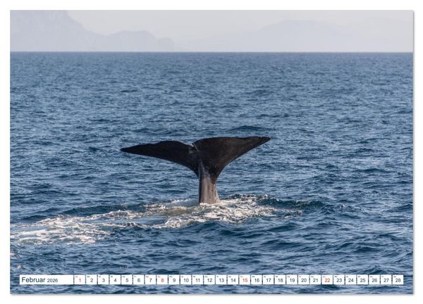 Produktbild: Lofoten Vester&aring;len (hochwertiger Premium Wandkalender 2026 DIN A2 quer), Kunstdruck in Hochglanz