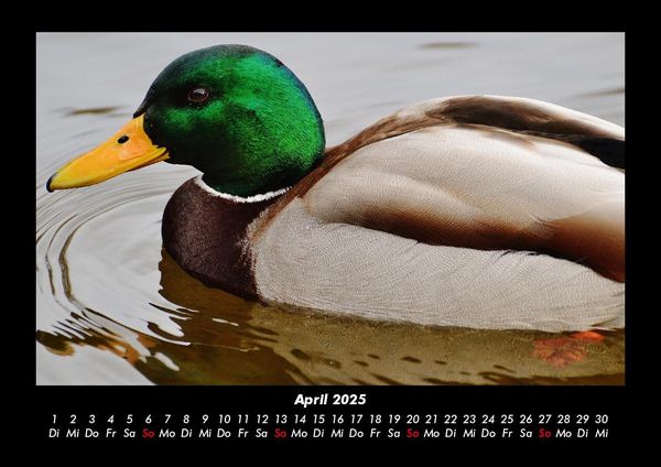 Produktbild: Welt der V&ouml;gel 2025 Fotokalender DIN A3