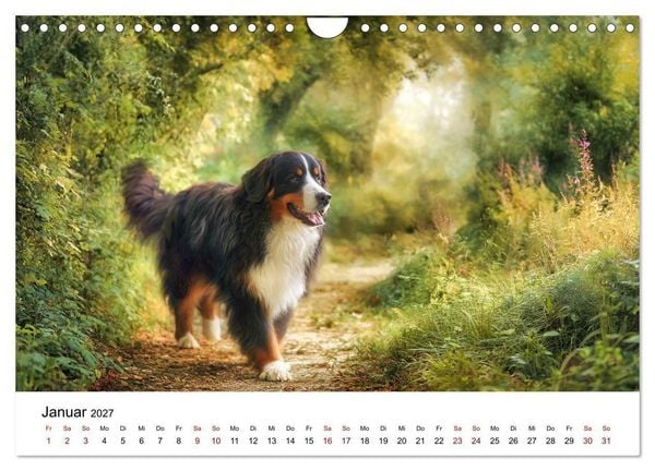Produktbild: Stolz und Sanftmut - Berner Sennenhunde (Wandkalender 2027 DIN A4 quer), CALVENDO Monatskalender