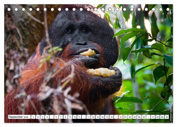 Produktbild: Orang Utans von Borneo Tierkalender 2026 (Tischkalender 2026 DIN A5 quer), CALVENDO Monatskalender