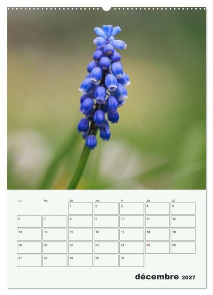 Produktbild: Fleurs en toute simplicit&eacute; - Beaut&eacute; minimaliste (Calendrier mural haut de gamme 2027 DIN A2 horizontal), CALVENDO calendrier mensuel