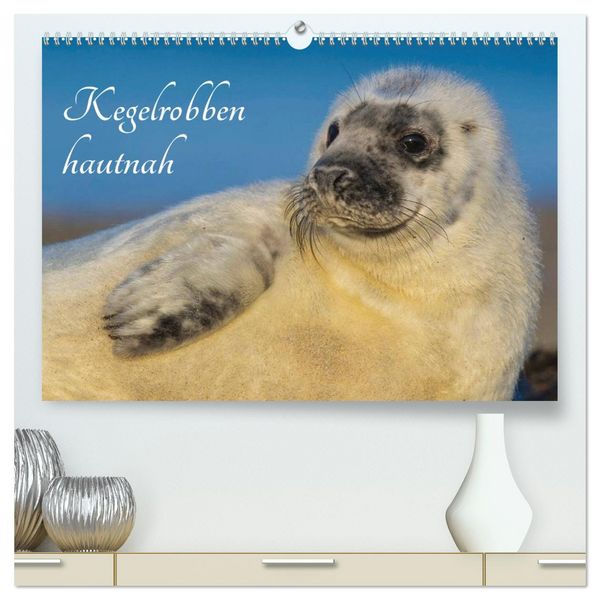 Produktbild: Kegelrobben hautnah (hochwertiger Premium Wandkalender 2026 DIN A2 quer), Kunstdruck in Hochglanz