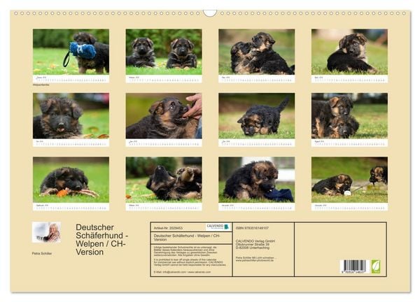 Produktbild: Deutscher Sch&auml;ferhund - Welpen / CH-Version (Wandkalender 2026 DIN A2 quer), CALVENDO Monatskalender