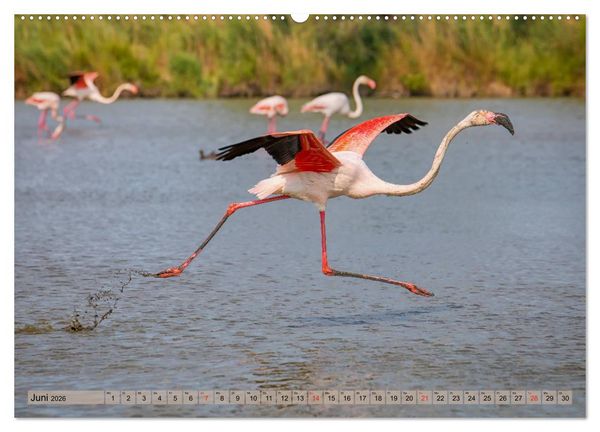 Produktbild: Camargue - Der wilde S&uuml;den Frankreichs (hochwertiger Premium Wandkalender 2026 DIN A2 quer), Kunstdruck in Hochglanz