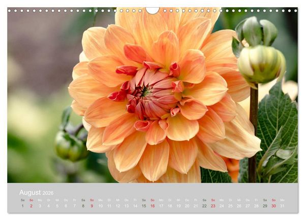 Produktbild: Dahlien - Prachtvolle Bl&uuml;ten des Sp&auml;tsommers (Wandkalender 2026 DIN A3 quer), CALVENDO Monatskalender
