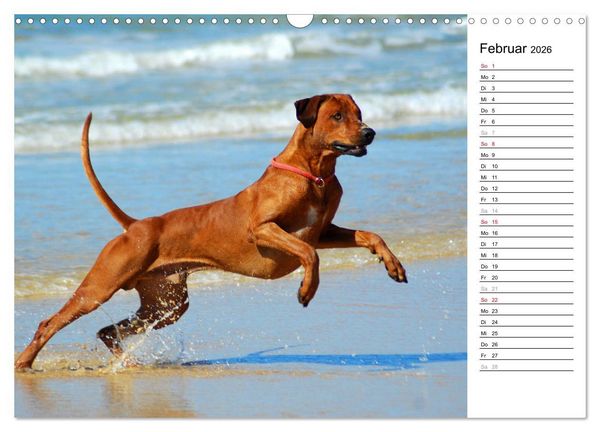 Produktbild: Rhodesian Ridgeback Terminkalender (Wandkalender 2026 DIN A3 quer), CALVENDO Monatskalender
