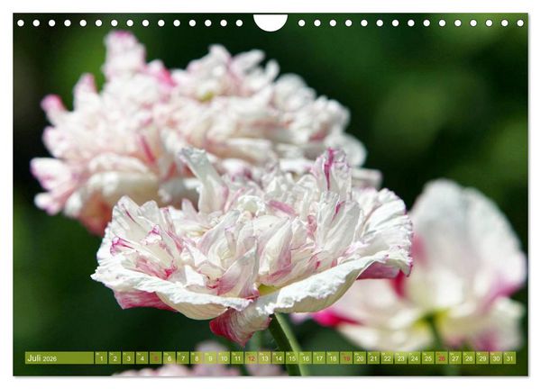 Produktbild: Mohn Tage (Wandkalender 2026 DIN A4 quer), CALVENDO Monatskalender
