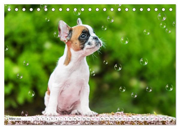 Produktbild: Kleine Helden - Franz&ouml;sische Bulldoggen (Tischkalender 2026 DIN A5 quer), CALVENDO Monatskalender