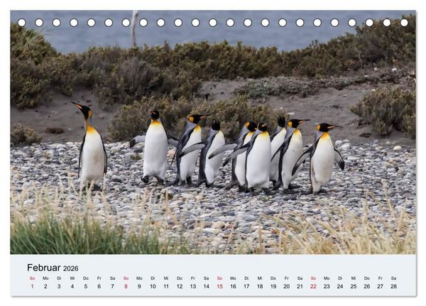 Produktbild: Feuerland - Am Puls der Wildnis (Tischkalender 2026 DIN A5 quer), CALVENDO Monatskalender