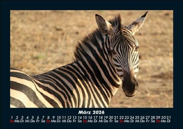 Produktbild: Zebrazauber 2026 Fotokalender DIN A5