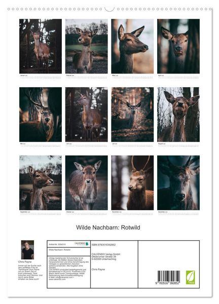 Produktbild: Wilde Nachbarn: Rotwild (hochwertiger Premium Wandkalender 2026 DIN A2 hoch), Kunstdruck in Hochglanz