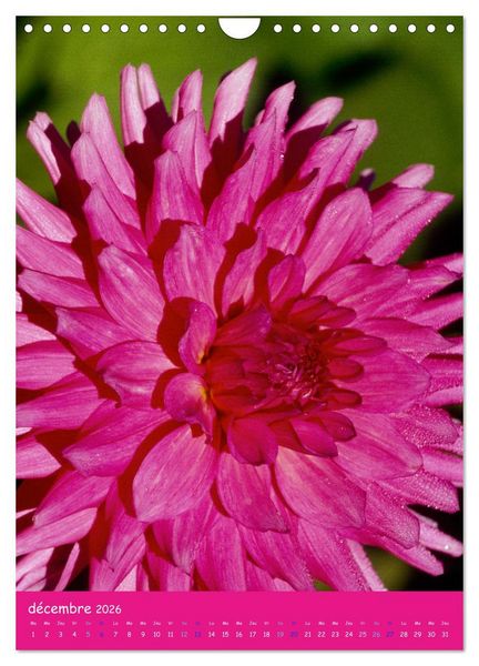 Produktbild: Promenade florale (Calendrier mural 2026 DIN A4 horizontal), CALVENDO calendrier mensuel