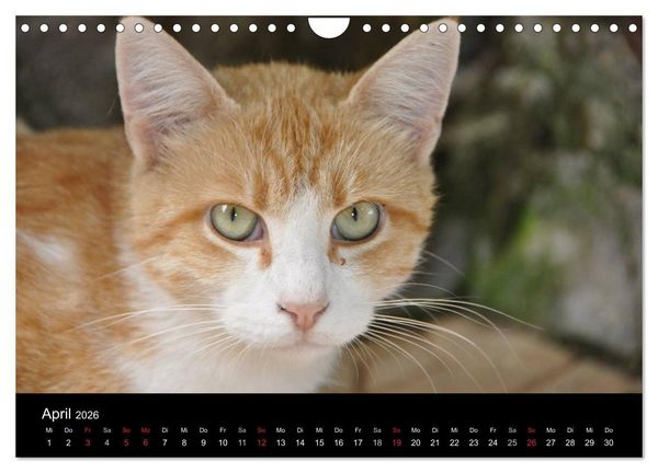Produktbild: Haustiger - Ein Katzenkalender (Wandkalender 2026 DIN A4 quer), CALVENDO Monatskalender