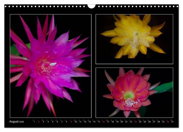 Produktbild: Epiphyllum-Hybriden (Wandkalender 2026 DIN A3 quer), CALVENDO Monatskalender