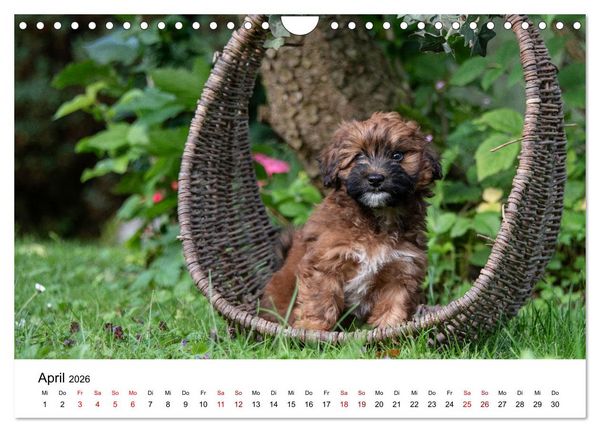 Produktbild: Maltipoo Welpen (Wandkalender 2026 DIN A4 quer), CALVENDO Monatskalender