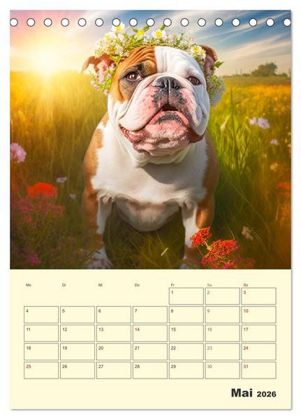 Produktbild: English Bulldogs. Fr&ouml;hliche Dickk&ouml;pfe mit Charakter (Tischkalender 2026 DIN A5 hoch), CALVENDO Monatskalender