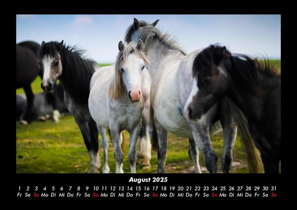 Produktbild: Pferdegefl&uuml;ster 2025 Fotokalender DIN A3