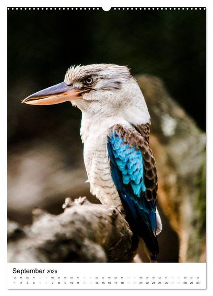 Produktbild: australian animals (hochwertiger Premium Wandkalender 2026 DIN A2 hoch), Kunstdruck in Hochglanz