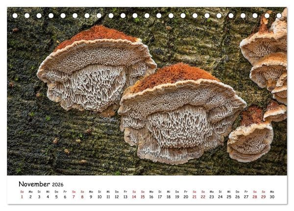 Produktbild: Pilzgalerie - Heimische Pilze von ihrer sch&ouml;nsten Seite (Tischkalender 2026 DIN A5 quer), CALVENDO Monatskalender