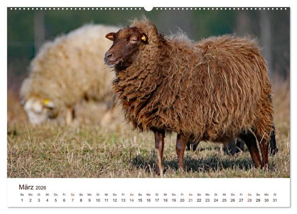 Produktbild: Sch&ouml;ne Schafe (Wandkalender 2026 DIN A2 quer), CALVENDO Monatskalender