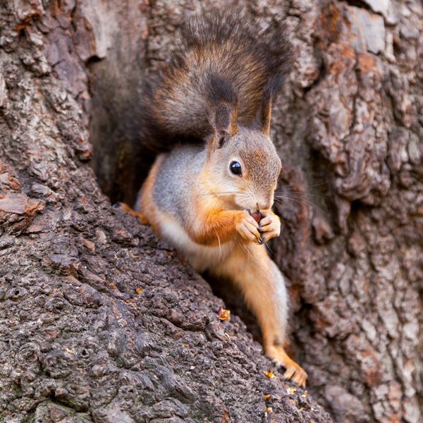 Produktbild: Eichh&ouml;rnchen / Squirrels 2027