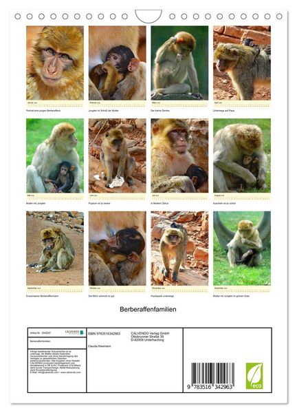 Produktbild: Berberaffenfamilien (Wandkalender 2026 DIN A4 hoch), CALVENDO Monatskalender