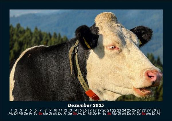 Produktbild: Kuhkalender 2025 Fotokalender DIN A5