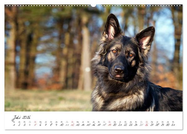 Produktbild: Der graue Deutsche Sch&auml;ferhund (hochwertiger Premium Wandkalender 2026 DIN A2 quer), Kunstdruck in Hochglanz