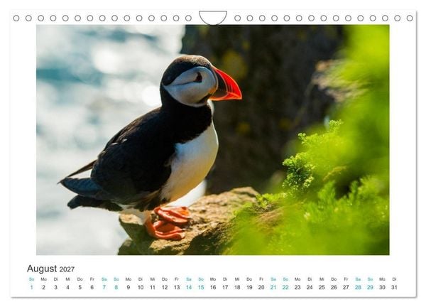 Produktbild: PAPAGEIENTAUCHER - Clowns der Nordmeere (Wandkalender 2027 DIN A4 quer), CALVENDO Monatskalender