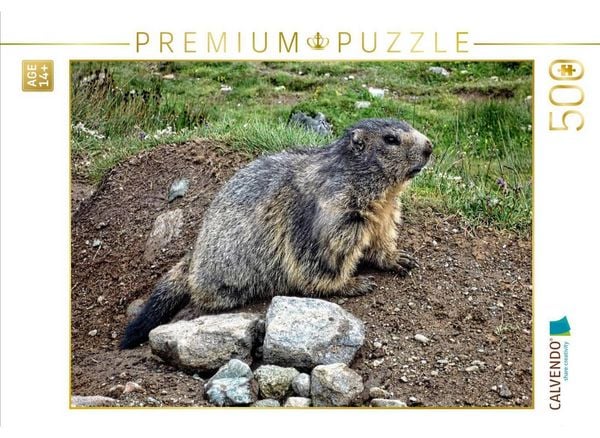 CALVENDO Puzzle Murmeltier....in freier Wildbahn | 500 Teile Lege-Größe 48 × 36 cm Foto-Puzzle für Erwachsene