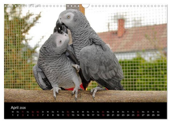Produktbild: Graupapageien zum Verlieben (Wandkalender 2026 DIN A3 quer), CALVENDO Monatskalender