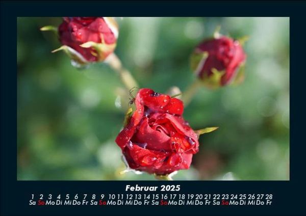 Produktbild: Rosen-Kalender 2025 Fotokalender DIN A5